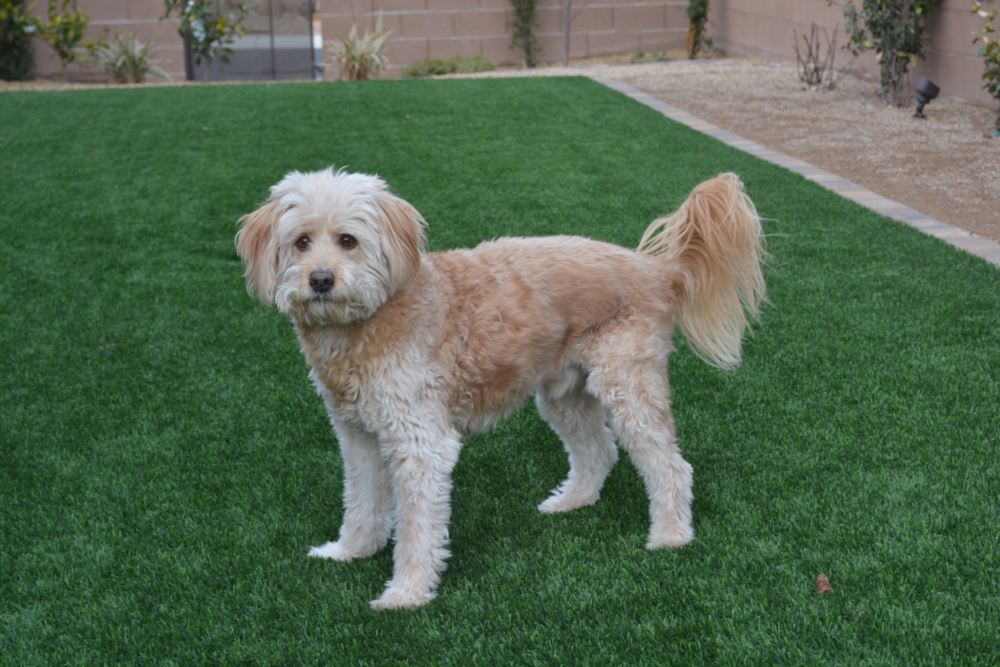 Pittsburgh artificial grass landscaping